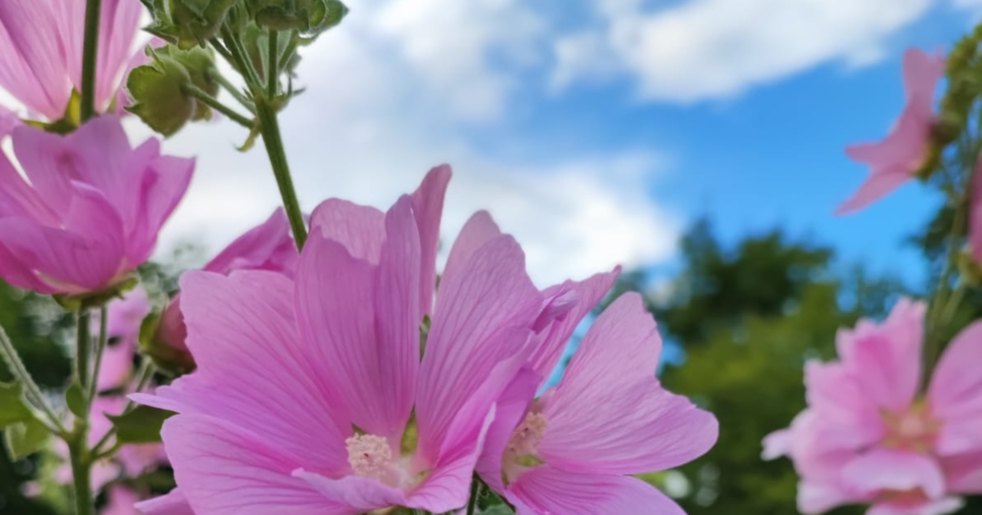 Lämmin kesäpäivä, poutapilviä ja kauniita kukkia. 